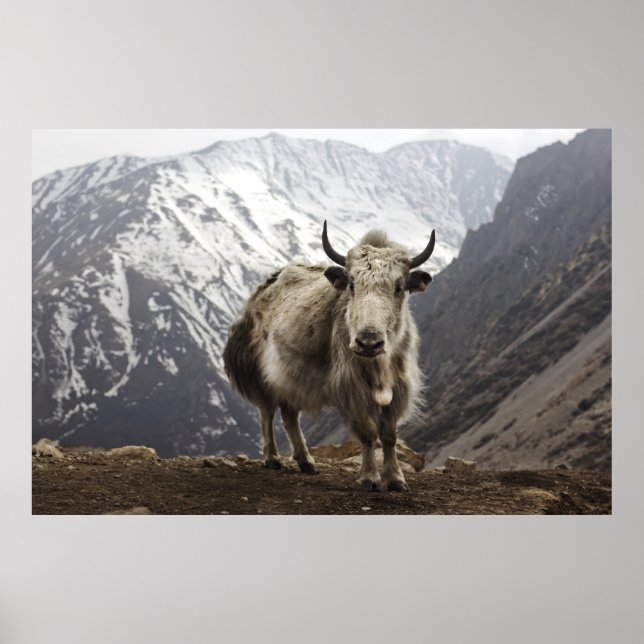 Póster Yak en Nepal (Frente)