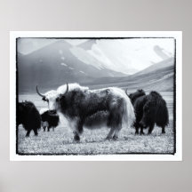 Yaks - Los Himalayas