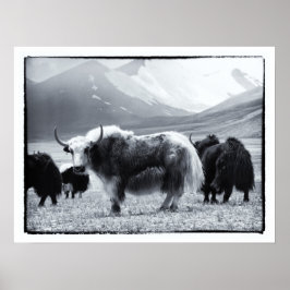 Póster Yaks - Los Himalayas