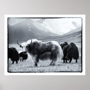 Póster Yaks - Los Himalayas