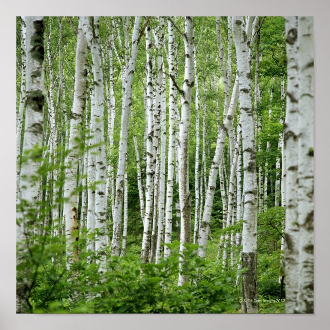 Póster Yakumo-mura, Prefectura de Nagano, Honshu Central (Frente)