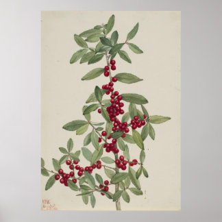 Póster Yaupon (Ilex vomitoria)