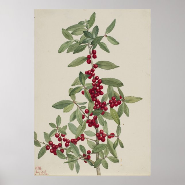 Póster Yaupon (Ilex vomitoria) (Frente)