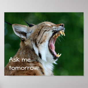 Póster Yawning Bobcat