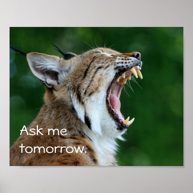 Póster Yawning Bobcat (Frente)