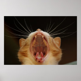 Póster Yawning Cat Kitty, Poster de fotos de Kitten