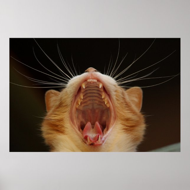 Póster Yawning Cat Kitty, Poster de fotos de Kitten (Frente)