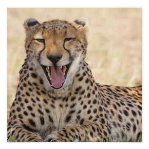 Póster Yawning Cheetah