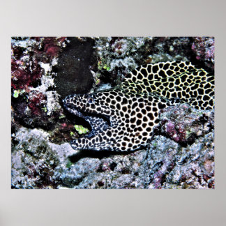Póster Yawning Leopard Moray