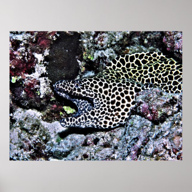 Póster Yawning Leopard Moray (Frente)