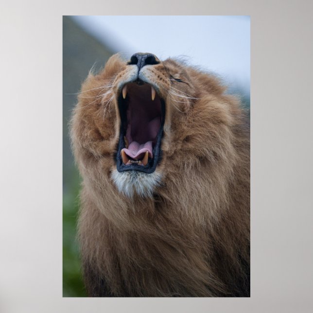 Póster Yawning Lion Un Encuentro Cercano (Frente)