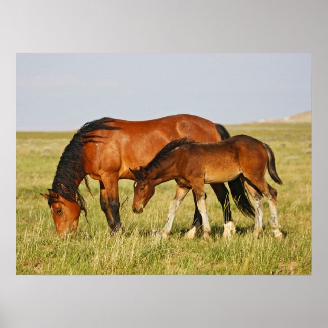 Póster Yegua de caballo salvaje y potro pastando (Frente)