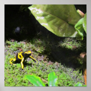 Póster Yello Dart Frog