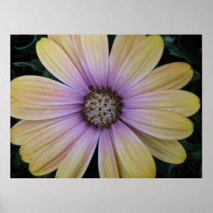 Póster Yellow and Purple Daisy Flower