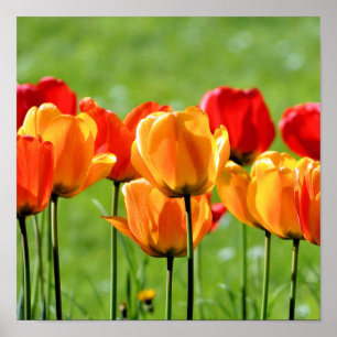 Póster Yellow And Red Tulips
