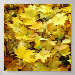 Póster Yellow Autumn Leaves