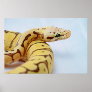 Póster Yellow Ball Python Close