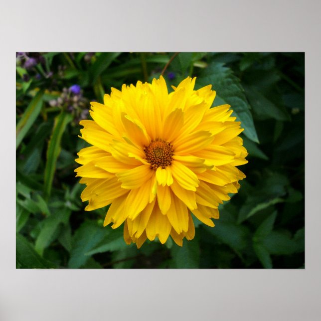 Póster Yellow Chrysanthemum (Frente)
