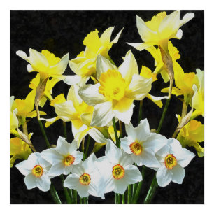 Póster Yellow Daffodils And White Narcissi On Grey