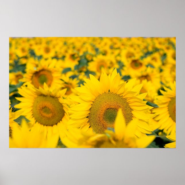 Póster Yellow Field of Sunflowers Photograph (Frente)