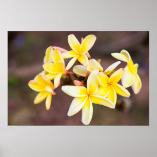 Póster Yellow frangipani flowers
