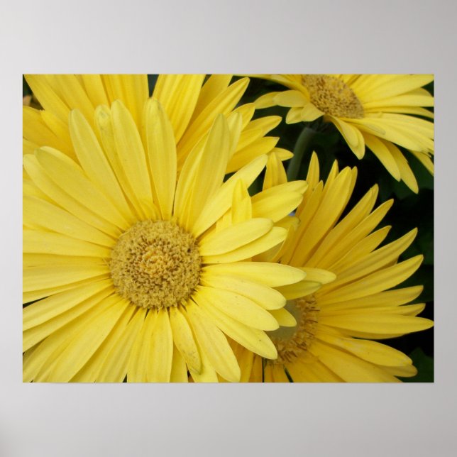 Póster Yellow Gebera Daisies Poster (Frente)