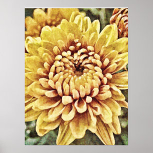 Póster Yellow Gold Mum Flower Photographic Art Print