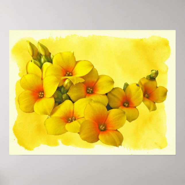 Póster Yellow Kalanchoe - Succulent Sunshine (Frente)