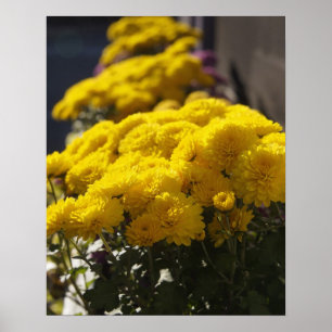 Póster Yellow marigolds bask in sunlight