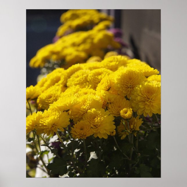 Póster Yellow marigolds bask in sunlight (Frente)