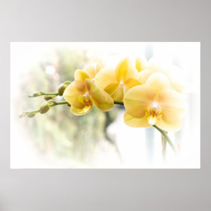 Póster Yellow Moth Orchid in Sunshine