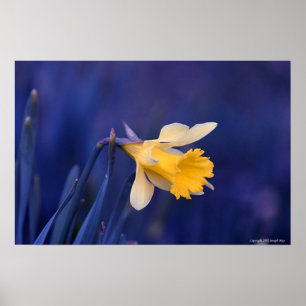 Póster Yellow on Blue