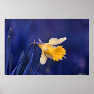 Póster Yellow on Blue