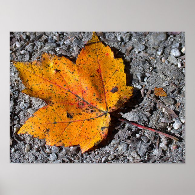 Póster Yellow-orange Leaf Photo Poster (Frente)