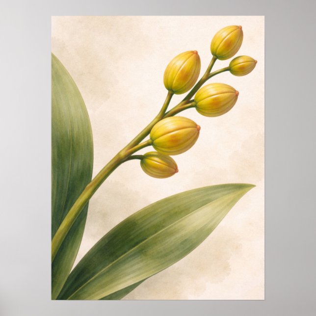 Póster Yellow Phalaenopsis Orchid Buds Botanical (Frente)
