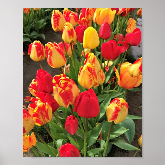 Póster Yellow & Red Tulips (Frente)