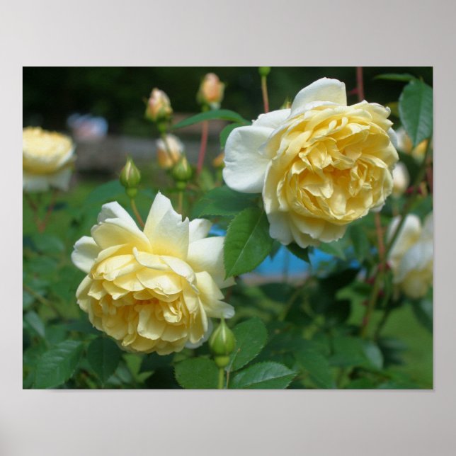 Póster Yellow Rose Flower Pair (Frente)
