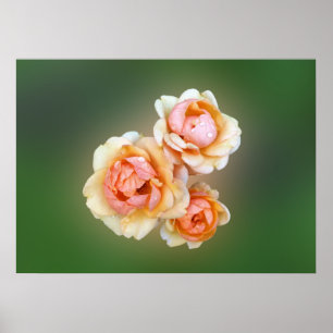 Póster yellow roses