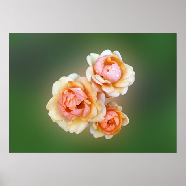 Póster yellow roses (Frente)