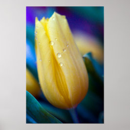 Póster Yellow tulip flower Poster