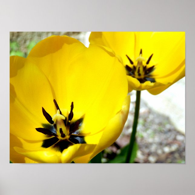 Póster Yellow Tulip Poster (Frente)