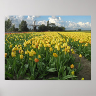 Póster Yellow Tulips in a Field Holland
