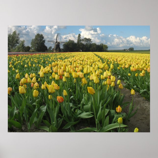 Póster Yellow Tulips in a Field Holland (Frente)
