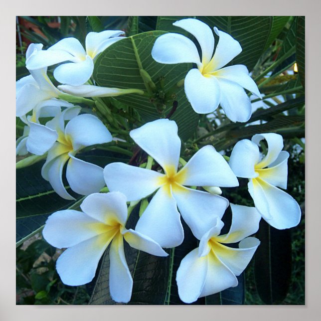 Póster yellow, white, frangipani, flower, nature, summer, (Frente)