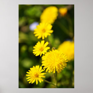 Póster Yellow Wild Flower Photo Poster