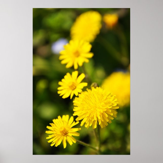 Póster Yellow Wild Flower Photo Poster (Frente)