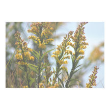 Yellow Wildflowers Poster