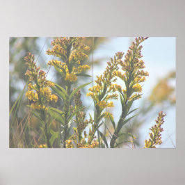 Póster Yellow Wildflowers Poster