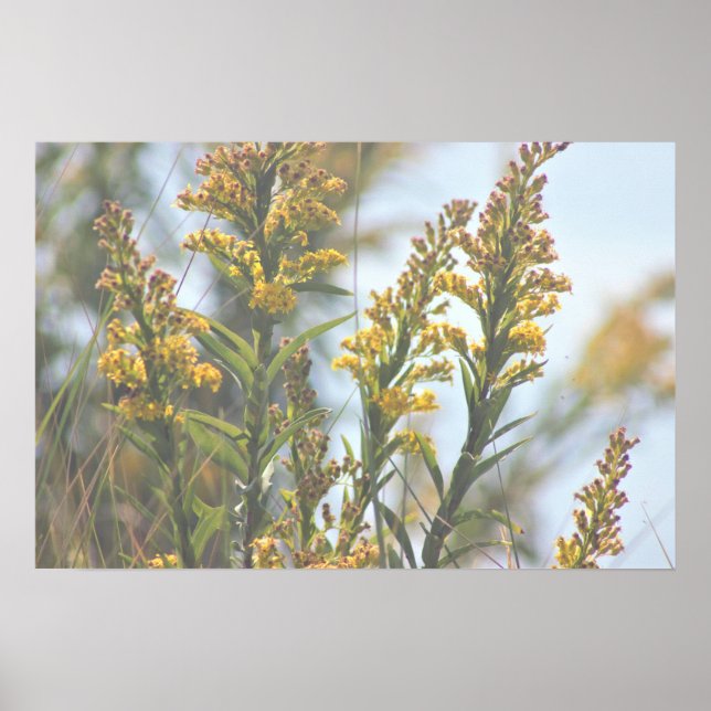 Póster Yellow Wildflowers Poster (Frente)