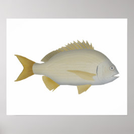 Póster Yellowfin Bream